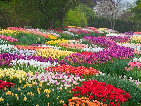 玉合公園裡的花開得特別好